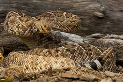 rattler